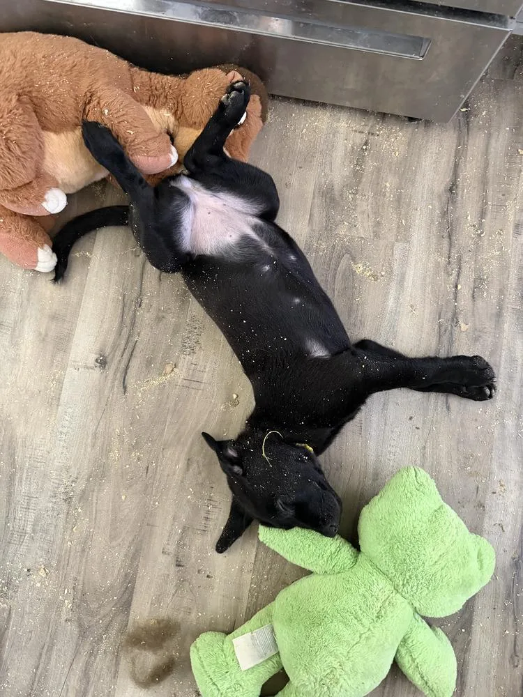 Mantisvolume   Located thumbnail 3