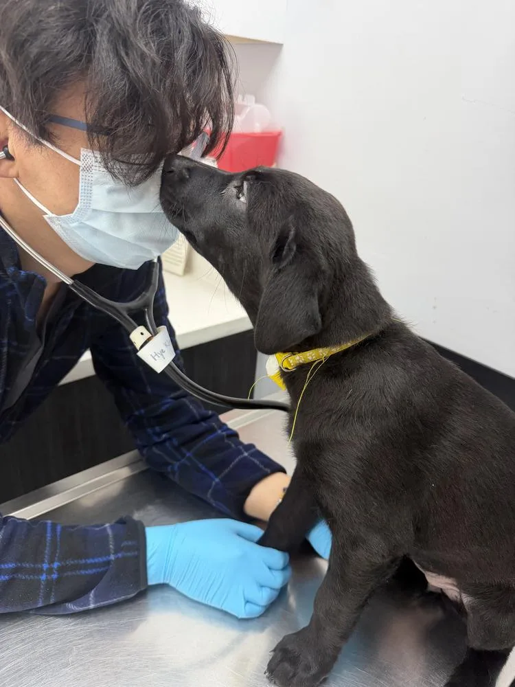 Mantisvolume   Located thumbnail 4