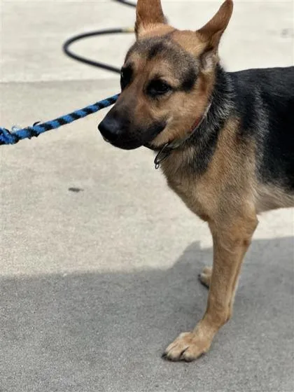 An adult large-sized male German Shepherd Dog dog named General Shepherd for adoption in West Chester, PA