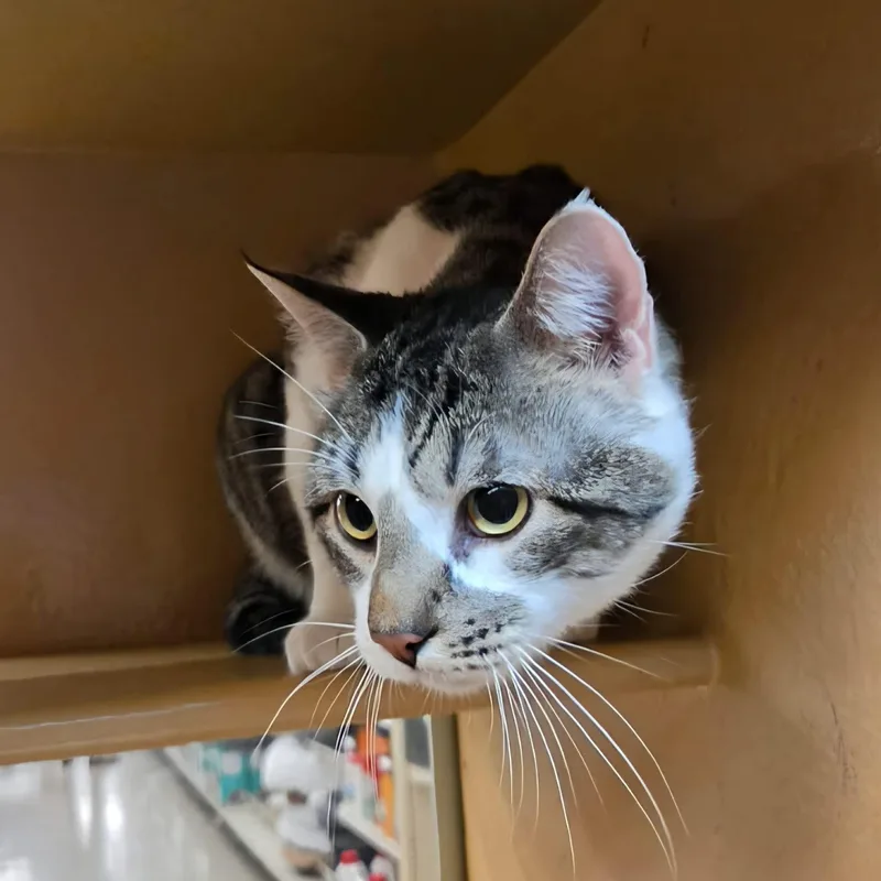 A young medium-sized male Tabby (Gray / Blue / Silver) Tabby cat named Strike for adoption in Gladstone, OR