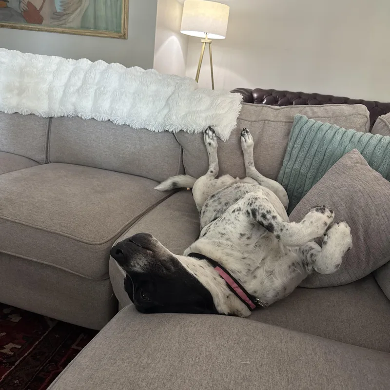 A senior large-sized female Pointer dog named Jolene for adoption in McHenry, IL