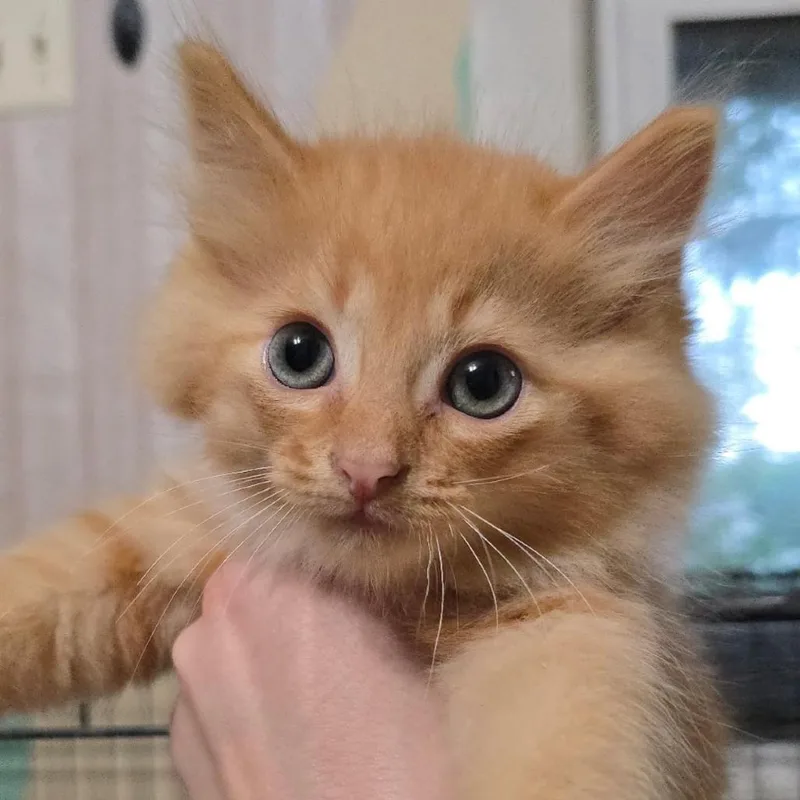 A baby small-sized male Orange / Red Domestic Long Hair cat named Peter for adoption in Watertown, NY