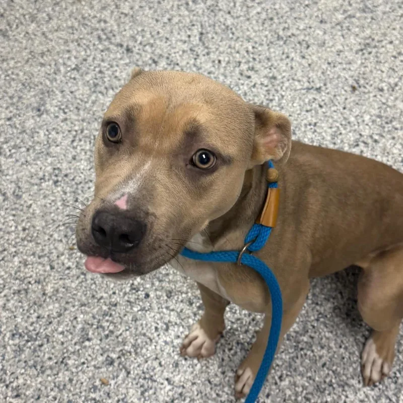 An adult medium-sized female Yellow / Tan / Blond / Fawn Pit Bull Terrier dog named Popcorn for adoption in Birmingham, AL