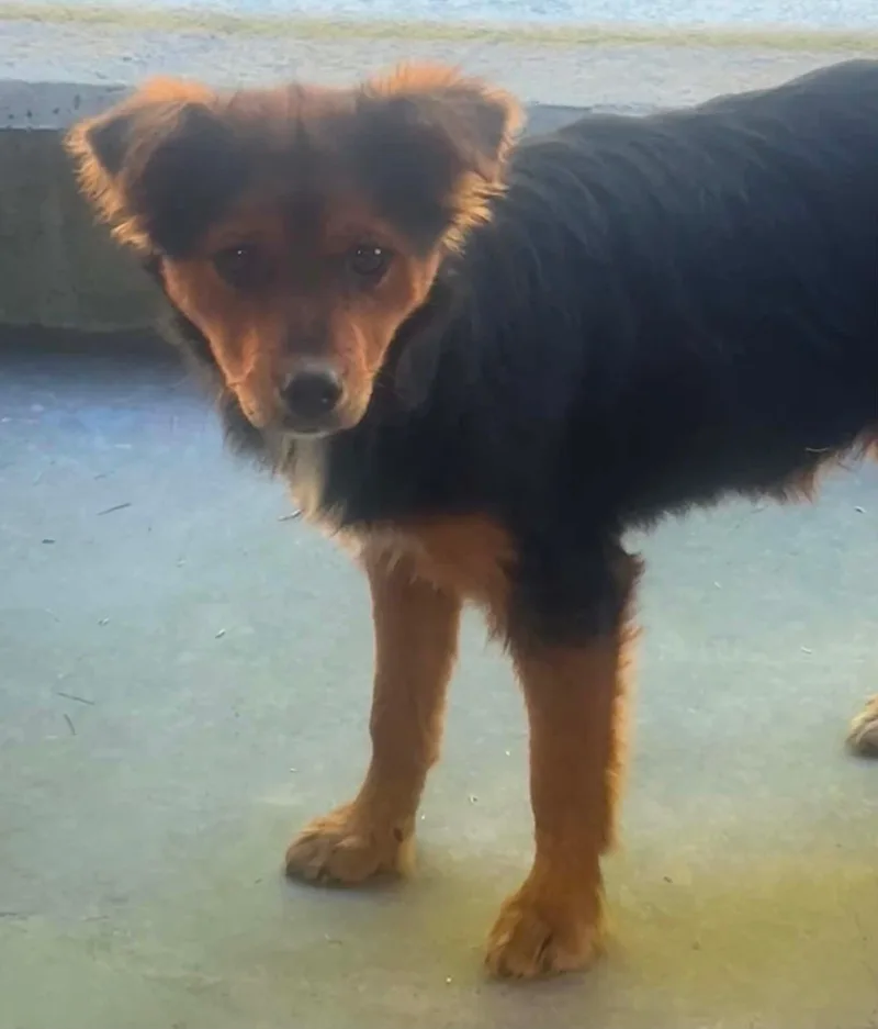 A young small-sized female Bicolor Border Collie dog named Vera for adoption in Lexington, KY
