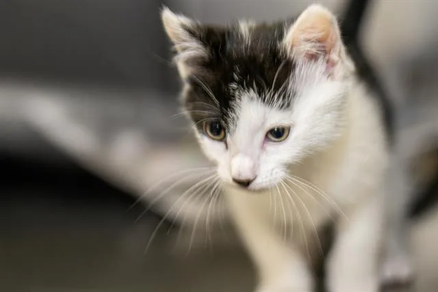 A baby small-sized male Domestic Short Hair cat named Ham for adoption in Charlotte, NC