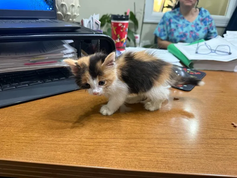 A baby small-sized female Calico cat named Katniss for adoption in San Antonio, TX