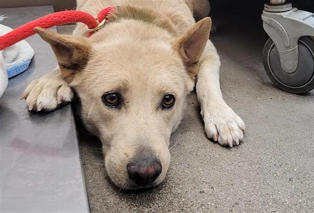 A young medium-sized female Chow Chow dog named Bermuda for adoption in Tucson, AZ