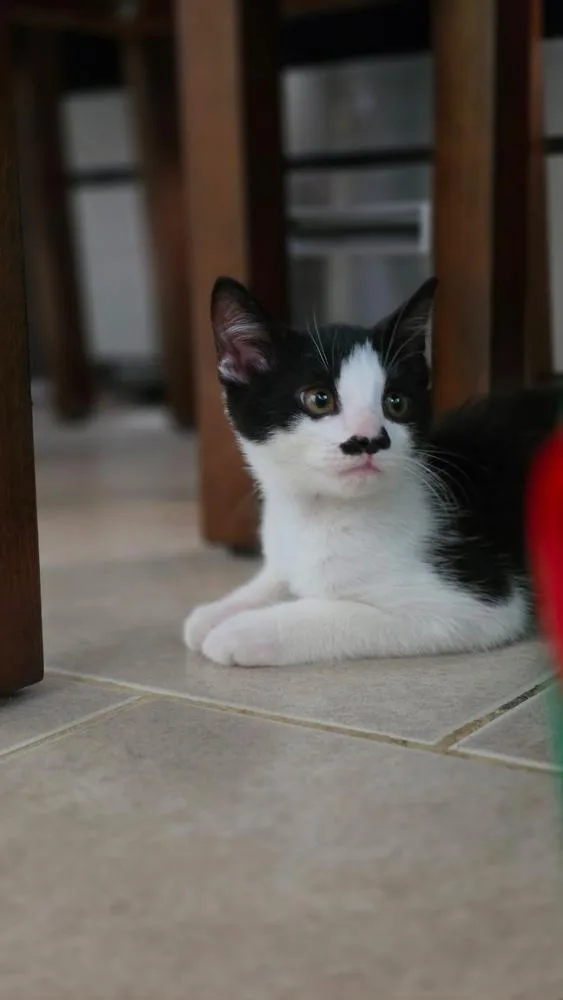A baby medium-sized male Domestic Short Hair cat named Max for adoption in Milltown, NJ