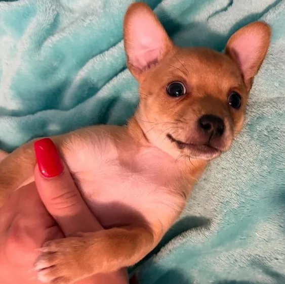 A baby small-sized male Yellow / Tan / Blond / Fawn Chihuahua dog named Maui for adoption in LEMONT, IL
