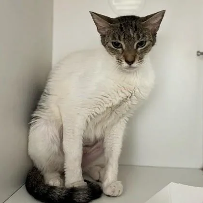 A young medium-sized female Tabby (Brown / Chocolate) Domestic Short Hair cat named Lennon for adoption in Phoenixville, PA