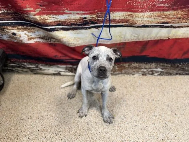 A young small-sized male American Bulldog dog named Yankee for adoption in Miami, FL