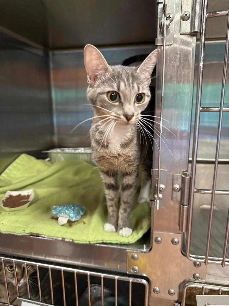 A young medium-sized female Domestic Short Hair cat named Glade for adoption in Cumming, GA