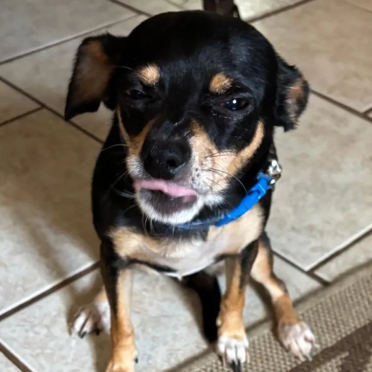 An adult small-sized female Black Chihuahua dog named Queen Luna for adoption in Gulfport, MS