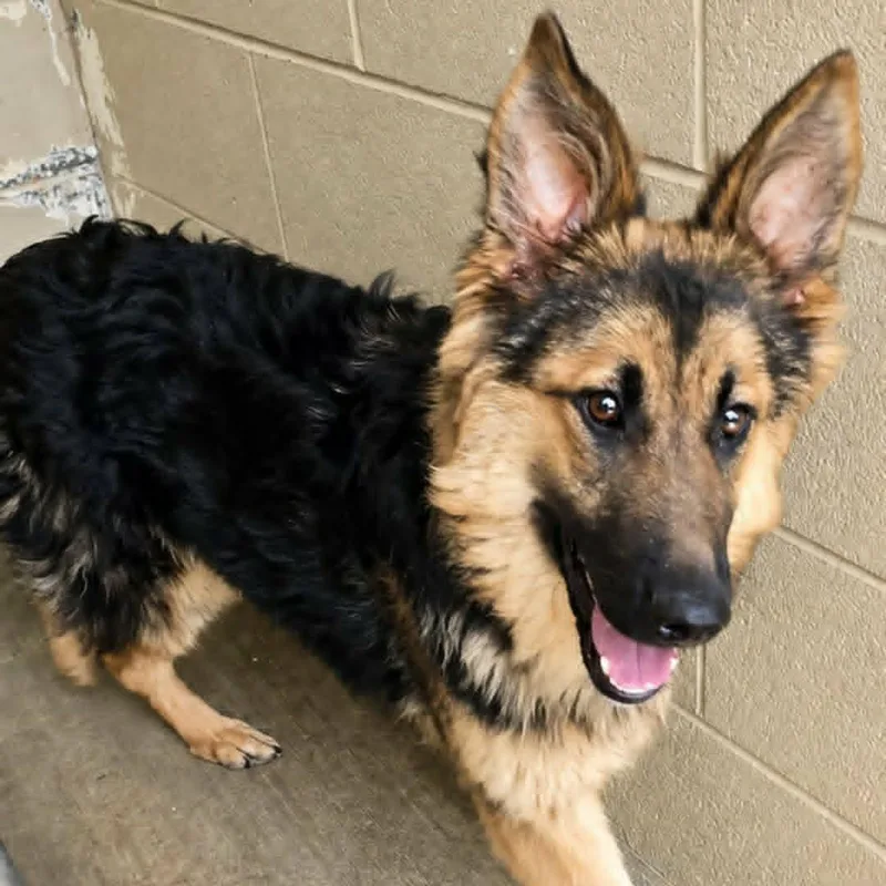 A young medium-sized female Black Shepherd dog named Tori for adoption in Orange, VA