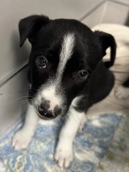 A young small-sized female Border Collie dog named Flo for adoption in Missoula, MT