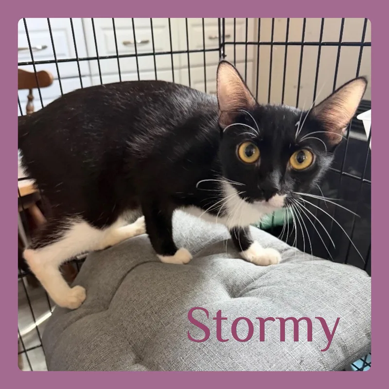 Stormy