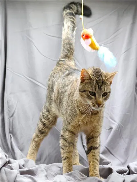An adult large-sized male Domestic Short Hair cat named Buster for adoption in Appling, GA