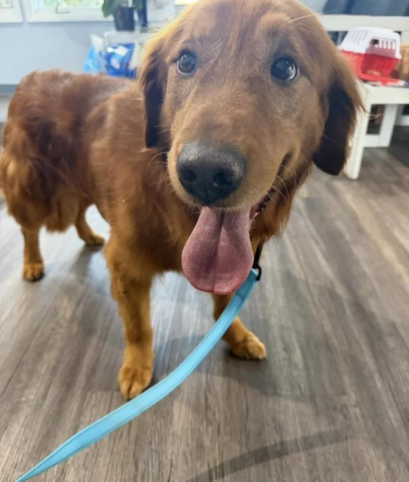 A senior large-sized male Golden Retriever dog named Marley for adoption in Cheektowaga, NY