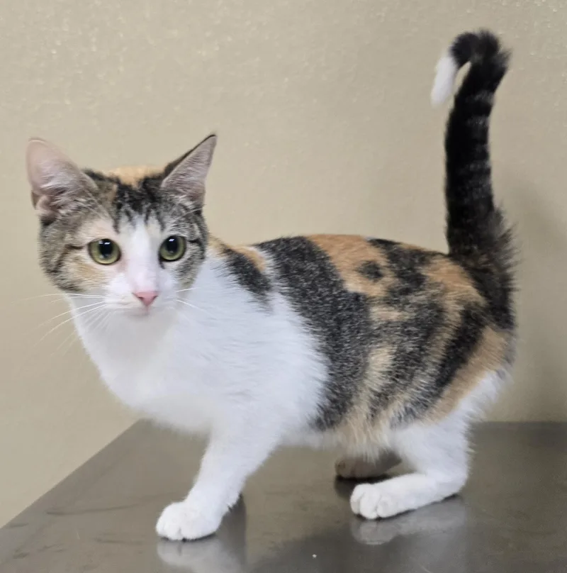 A young medium-sized female Domestic Short Hair cat named Flourence for adoption in Brainerd, MN