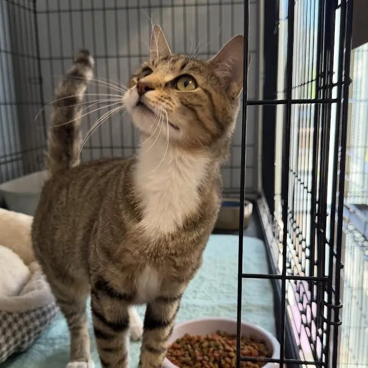 A young medium-sized female Brown / Chocolate Domestic Short Hair cat named Kate for adoption in Wappingers Falls, NY