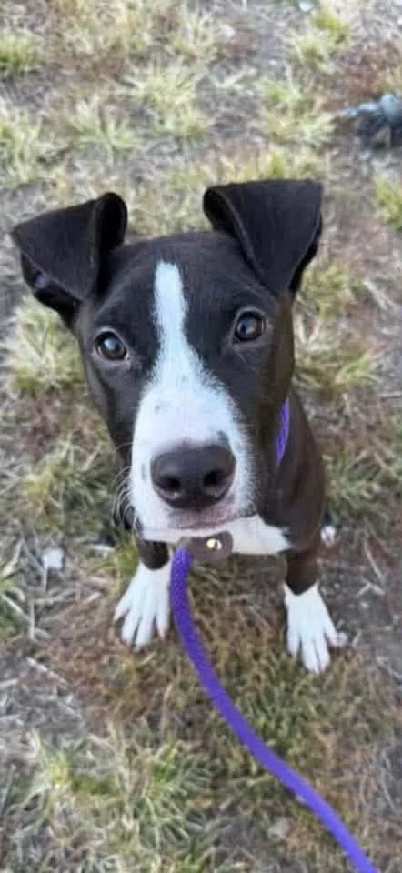 A young medium-sized male Black Pit Bull Terrier dog named Glowworm for adoption in Chicago, IL