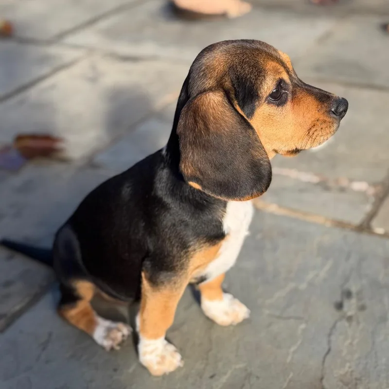 A baby small-sized female Beagle dog named Floppy Pup Harvest for adoption in Falls Church, VA