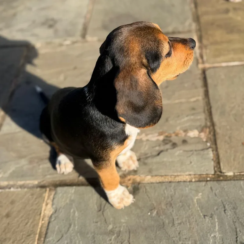Floppy Pup Harvest thumbnail 2