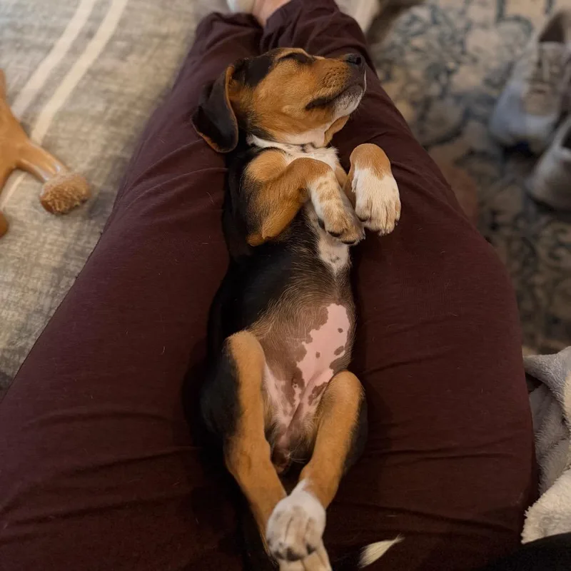Floppy Pup Harvest thumbnail 3