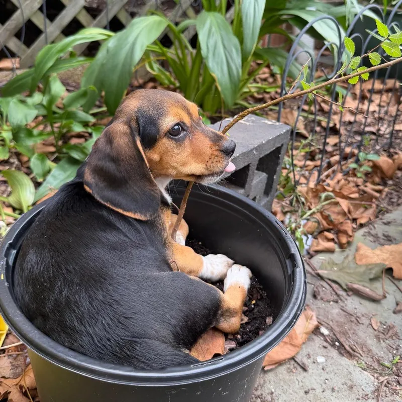 Floppy Pup Harvest thumbnail 4
