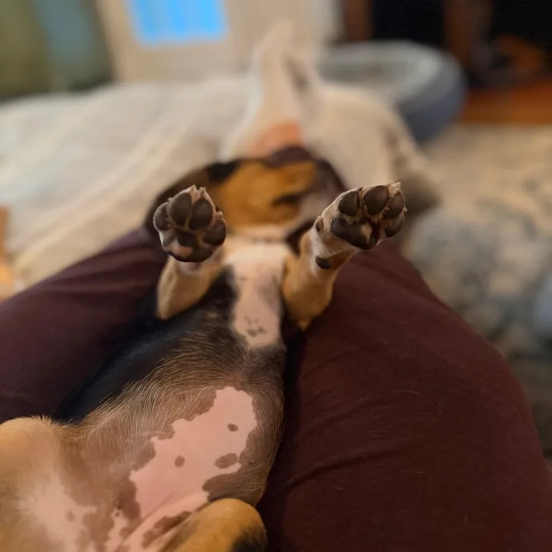 Floppy Pup Harvest thumbnail 5