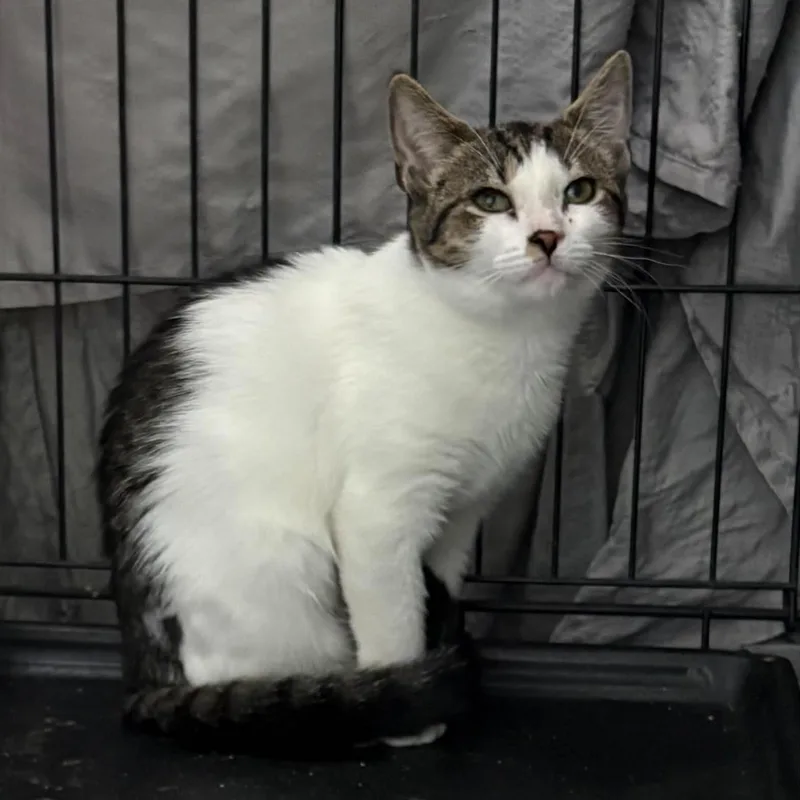 An adult medium-sized male Domestic Short Hair cat named Bugsy for adoption in Westfield, MA