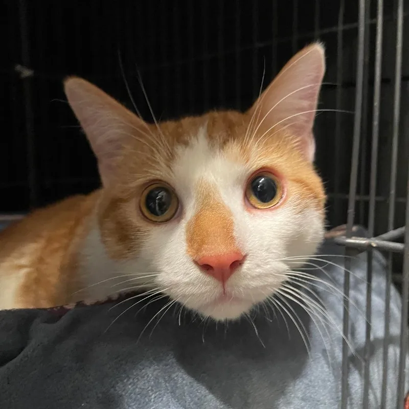 An adult medium-sized male Orange / Red Domestic Short Hair cat named Carson for adoption in Chicago, IL