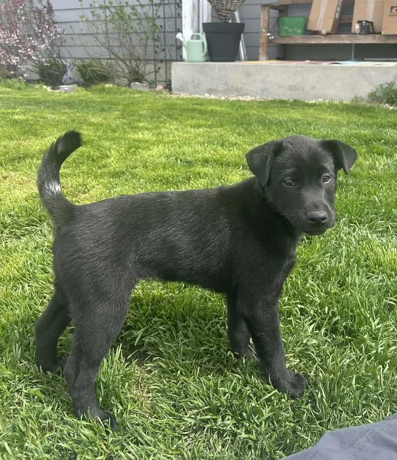 Andes