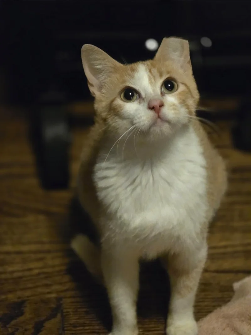 An adult medium-sized female Orange & White Domestic Short Hair cat named Flamme for adoption in Lincoln, NE