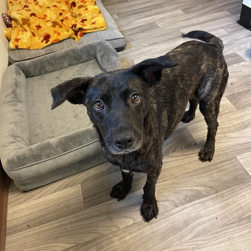 An adult medium-sized female Brindle Labrador Retriever dog named Shadow for adoption in Graham, WA
