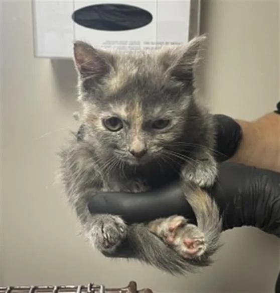 A baby small-sized female Domestic Long Hair cat named Haley for adoption in Redlands, CA