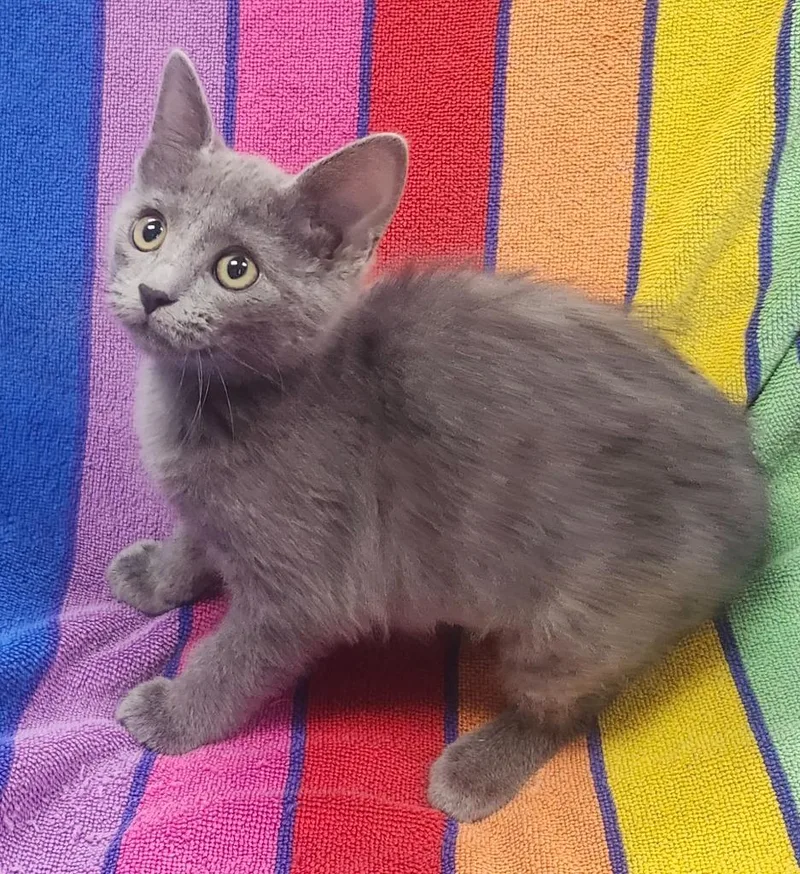 A baby small-sized female Domestic Short Hair cat named Lady Purr for adoption in Little Rock, AR