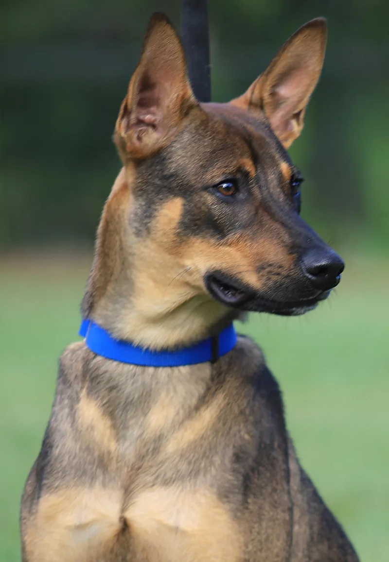 A young medium-sized male German Shepherd Dog dog named Remy for adoption in North Fort Myers, FL