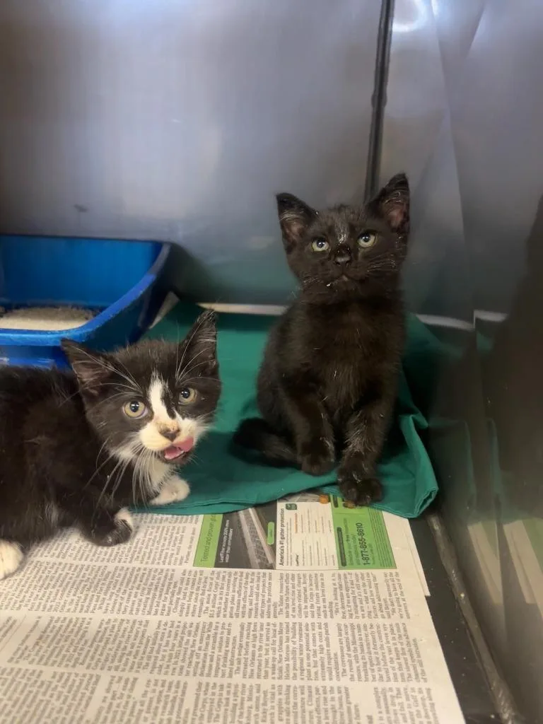 A baby medium-sized male Domestic Short Hair cat named Bardeen for adoption in Sorrento, LA