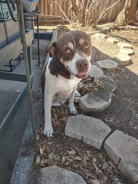An adult medium-sized female American Staffordshire Terrier dog named Nani for adoption in San Antonio, TX