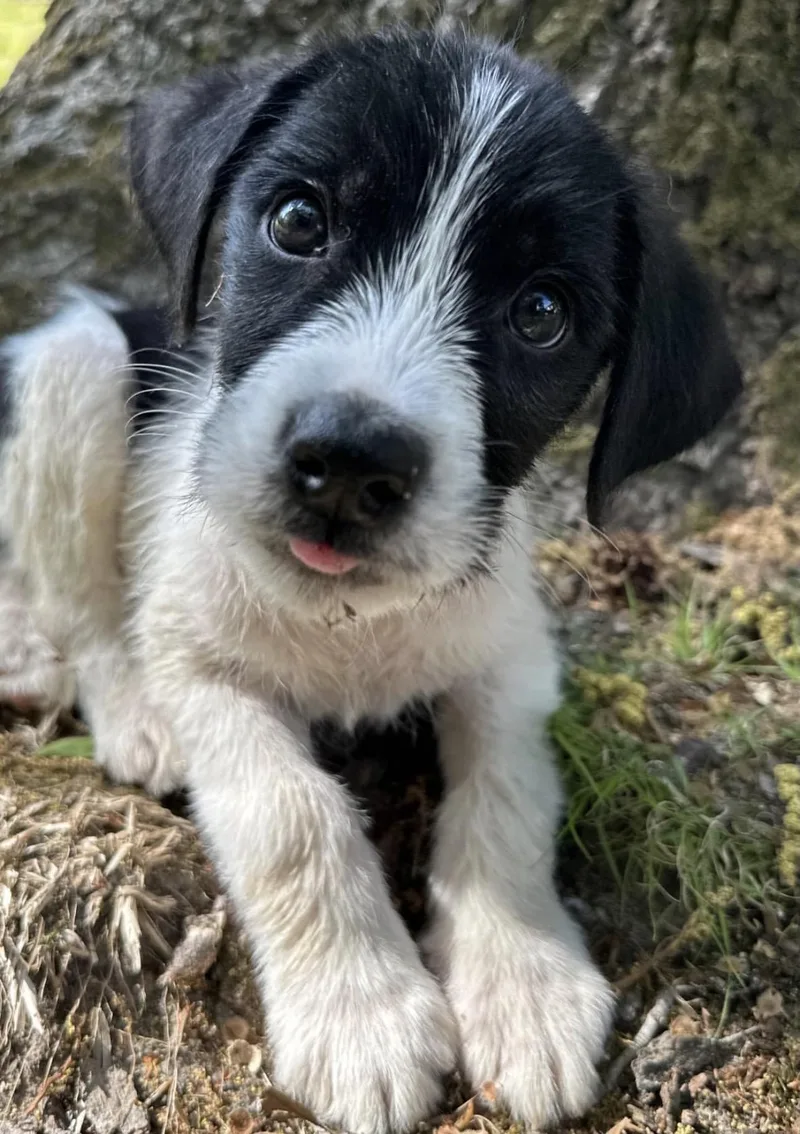 A baby medium-sized male Black Border Collie dog named Victor for adoption in Richmond, VA