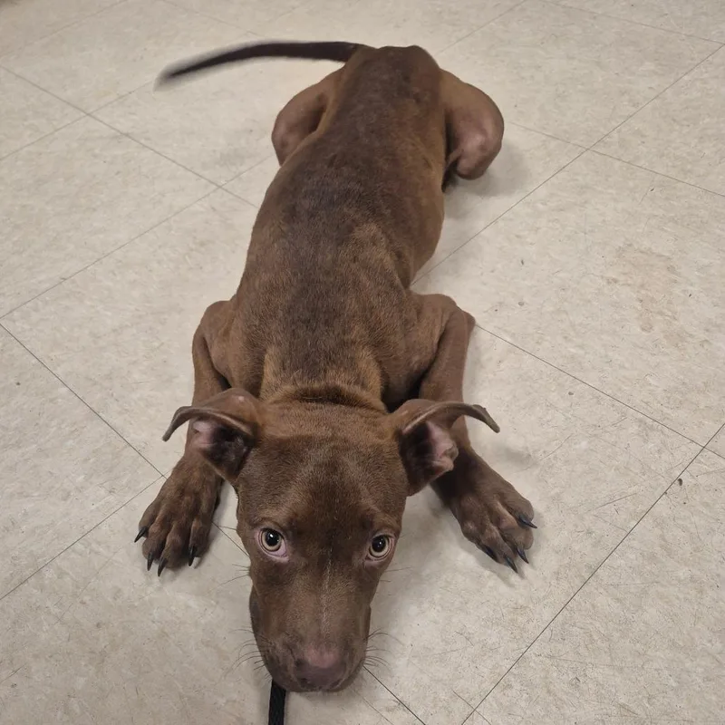 A baby medium-sized male Brown / Chocolate Mixed Breed dog named Chip for adoption in Lake Panasoffkee, FL