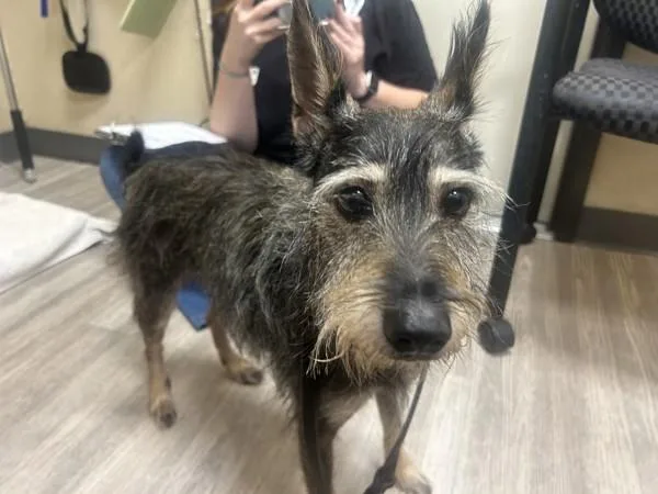 An adult small-sized female Schnauzer dog named Mrs Hyde for adoption in Oceanside, CA