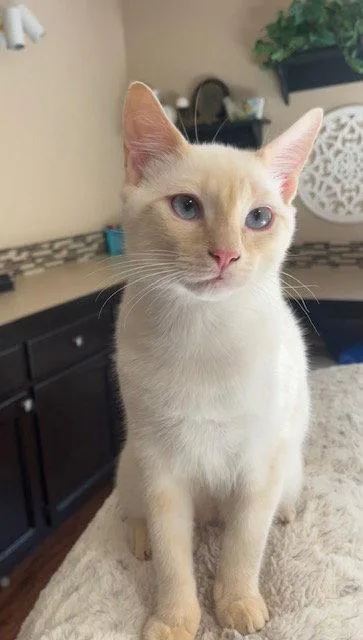 A young medium-sized male Domestic Short Hair cat named Mozart for adoption in Burlington, WA