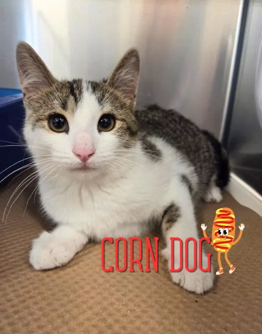 A baby medium-sized male White Domestic Short Hair cat named Corn Dog for adoption in Nevada, IA