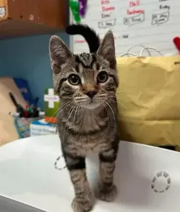 A baby small-sized male Brown / Chocolate Domestic Short Hair cat named Ryder for adoption in Woodbridge, VA