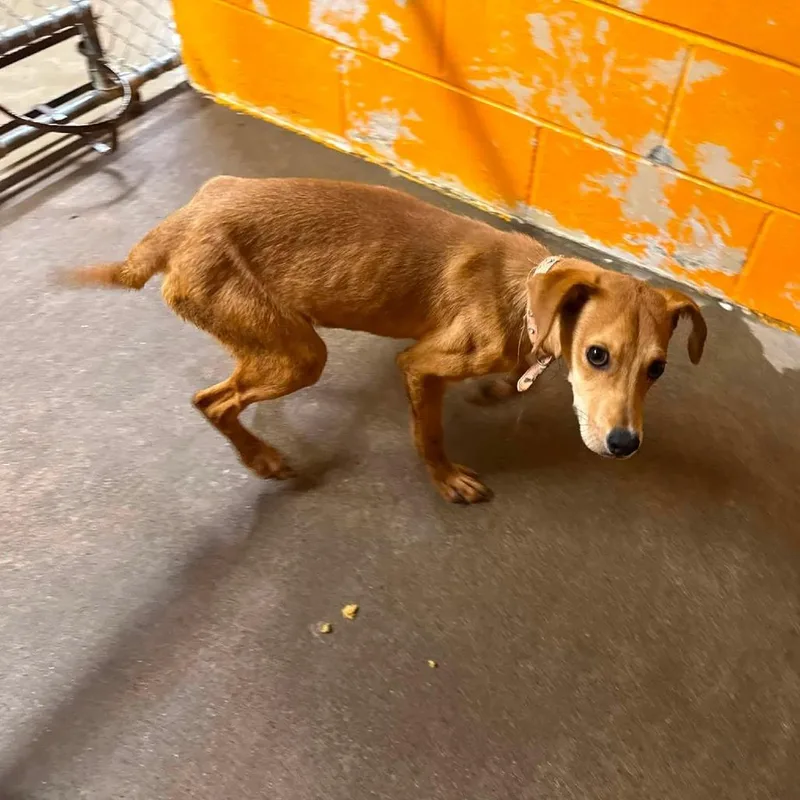 A young small-sized female Golden Terrier dog named Ace for adoption in Shinnston, WV