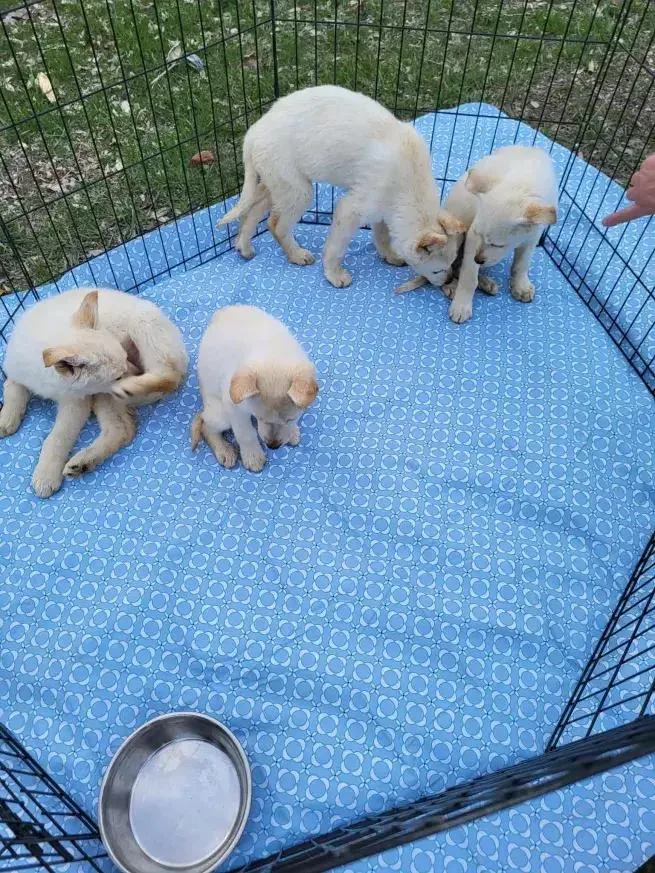 Magnolia thumbnail 2