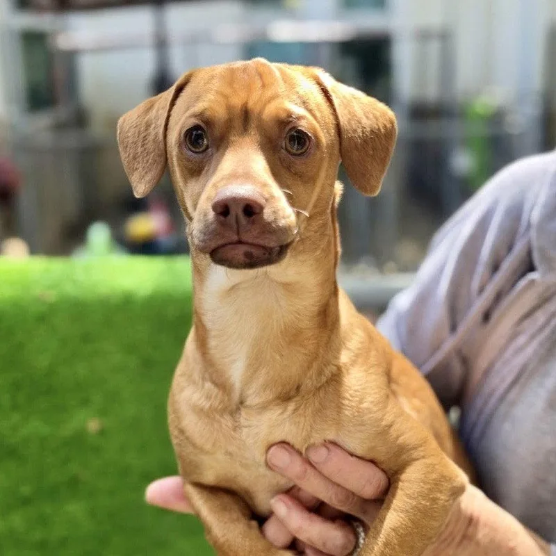 A baby small-sized male Dachshund dog named Rolo for adoption in Oakland, CA