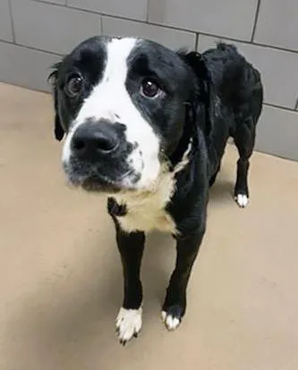 An adult medium-sized female Black Mixed Breed dog named Jujubee for adoption in Nashville, TN